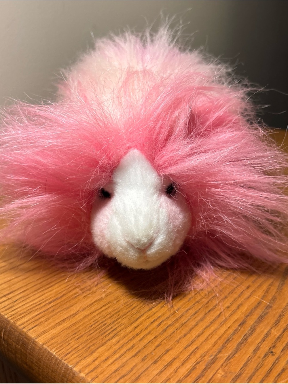 Douglas pink guinea pig